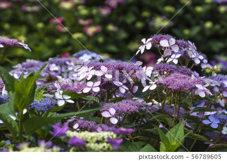 Hydrangea in Chartres (France) Hydrangea in Chartres (France) 56789605