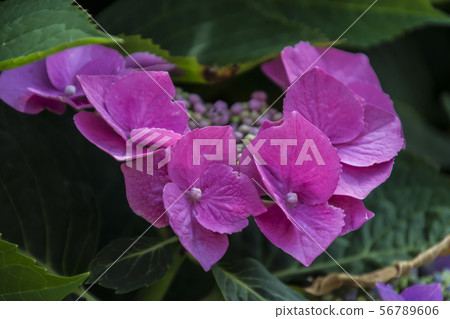 Hydrangea in Chartres (France) Hydrangea in Chartres (France) 56789606