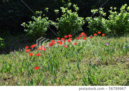 Jogashima Jogashima 56789967