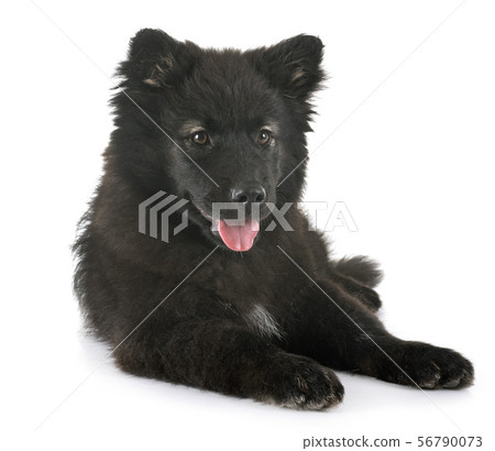 puppy Finnish Lapphund in studio 56790073