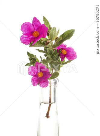 cistus in studio cistus in studio 56790273
