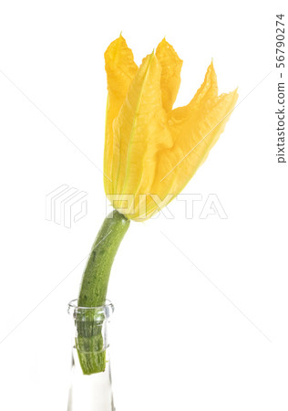 flower of Zucchini flower of Zucchini 56790274