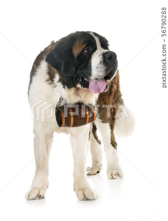 saint bernard in studio 56790288