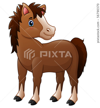 Cute brown baby horse Cute brown baby horse 56790370