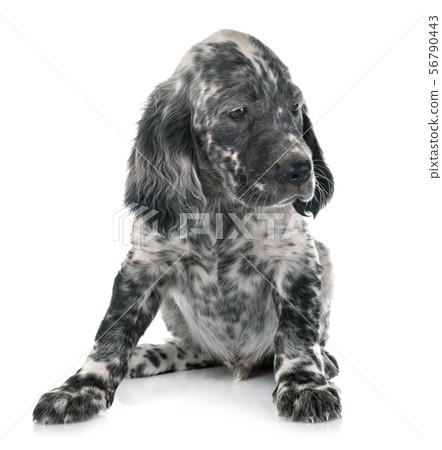puppy english setter puppy english setter 56790443