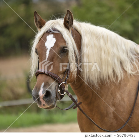 riding girl and horse riding girl and horse 56790455