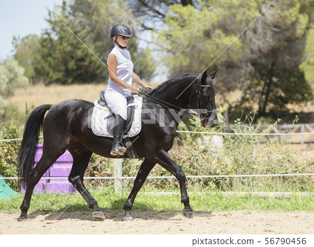 riding girl and horse 56790456