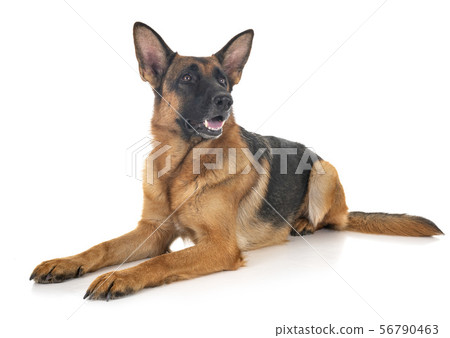 german shepherd in studio 56790463