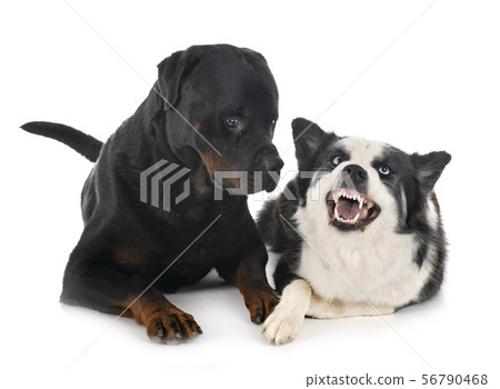 Yakutian Laika and rottweiler 56790468