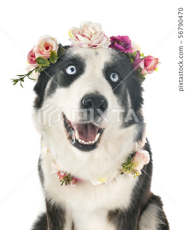 Yakutian Laika in studio 56790470