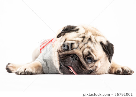 pug breed wearing shirt smile making funny face 56791001