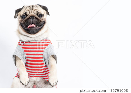 pug breed wearing shirt smile making funny face 56791008