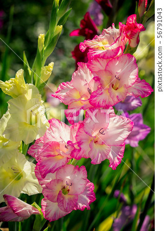 Gladiolus, Sword Lily, pink and yellow Gladiolus Gladiolus, Sword Lily, pink and yellow Gladiolus 56791043