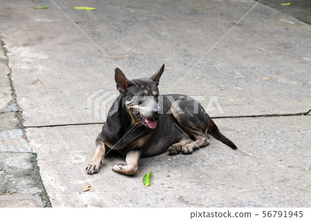 A fat black dog lay on a concrete road sticking A fat black dog lay on a concrete road sticking 56791945