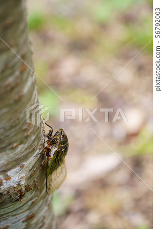 Climbing / Kumazemi 6 56792003