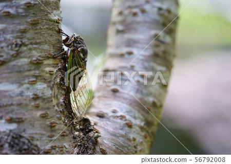 Close-up, bear seminar 3 56792008