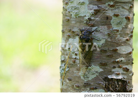 特寫鏡頭,熊研討會14 特寫鏡頭,熊研討會14 56792019