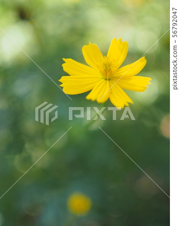 Kivanacosmos Kivanacosmos 56792047