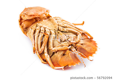 Steamed flathead lobsters on white background Steamed flathead lobsters on white background 56792094