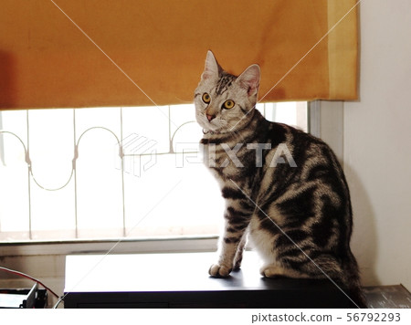 cute young AMERICAN SHORT HAIR breed kitty cat cute young AMERICAN SHORT HAIR breed kitty cat 56792293