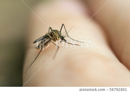 close up mosquito sucking blood from human skin close up mosquito sucking blood from human skin 56792801