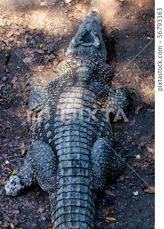 Crocodile or alligator close-up portrait Crocodile or alligator close-up portrait 56793363