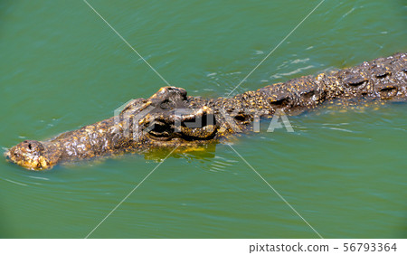 Crocodile or alligator close-up portrait 56793364