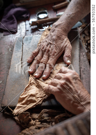 Cigar rolling or making by torcedor in cuba Cigar rolling or making by torcedor in cuba 56793382