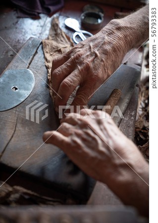 Cigar rolling or making by torcedor in cuba Cigar rolling or making by torcedor in cuba 56793383