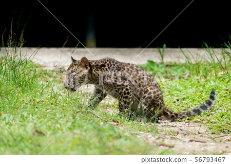 baby leopard in wild life breeding station. 56793467