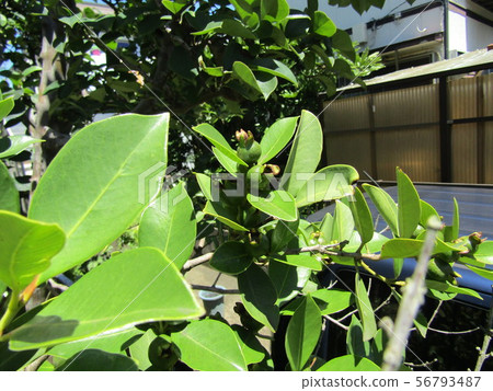 從現在開始變黃的熱帶水果hime gaba的年輕果子 56793487