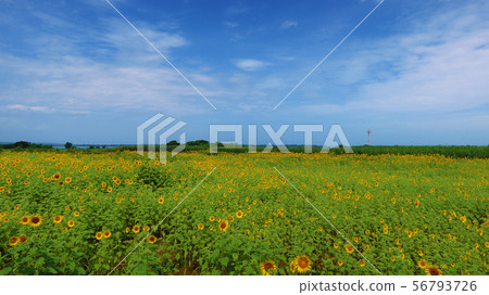 Sunflower field, Miyakojima, Okinawa Prefecture Sunflower field, Miyakojima, Okinawa Prefecture 56793726