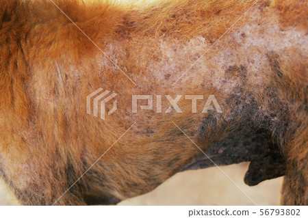 the disease on dirty stray dog  56793802