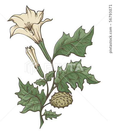 Datura Stramonium Illustration 56793871