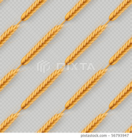 Bunch of wheat ears, dried whole grains seamless realistic illustration isolated on transparent 56793947