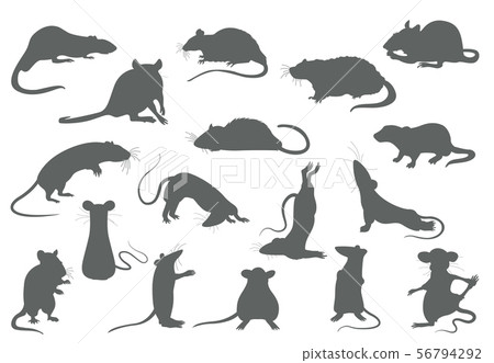 Different rats collection. Rat poses and 56794292