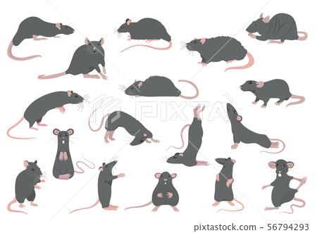 Different rats collection. Rat poses and Different rats collection. Rat poses and 56794293