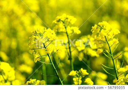 強姦領域 56795035