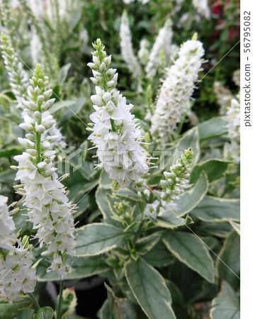 維羅妮卡夏洛特 維羅妮卡夏洛特 56795082