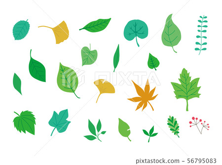 各種葉子 各種葉子 56795083
