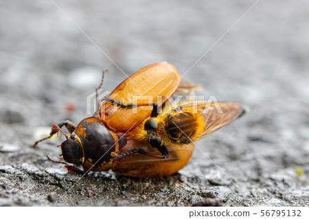 Abu preying on the scarab beetle 56795132