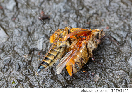 Abu preying on the scarab beetle 56795135