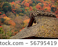 Kyoto, Sagano thatched roof and colored leaves 56795419