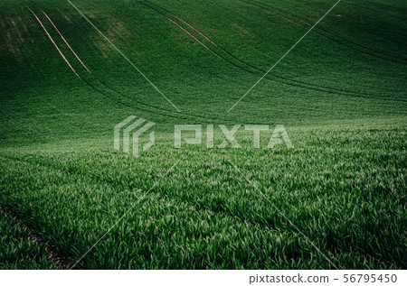 Green grass field background 56795450