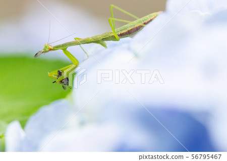 Mantis on the hydrangea Mantis on the hydrangea 56795467