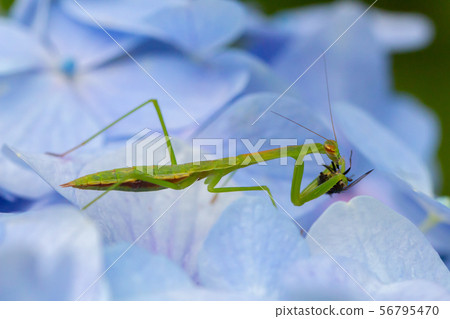 Mantis on the hydrangea Mantis on the hydrangea 56795470