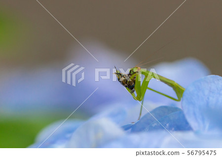 Mantis on the hydrangea Mantis on the hydrangea 56795475