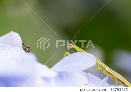 Mantis on the hydrangea Mantis on the hydrangea 56795485