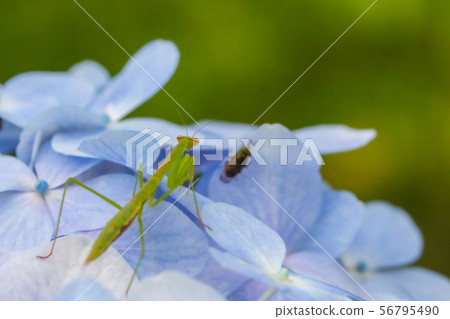 Mantis on the hydrangea Mantis on the hydrangea 56795490