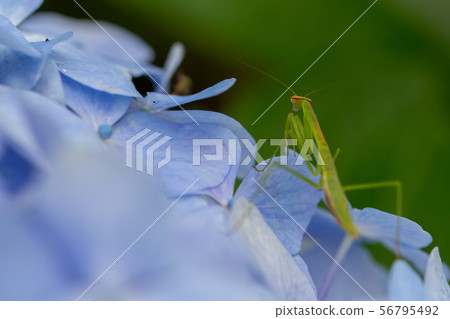Mantis on the hydrangea Mantis on the hydrangea 56795492